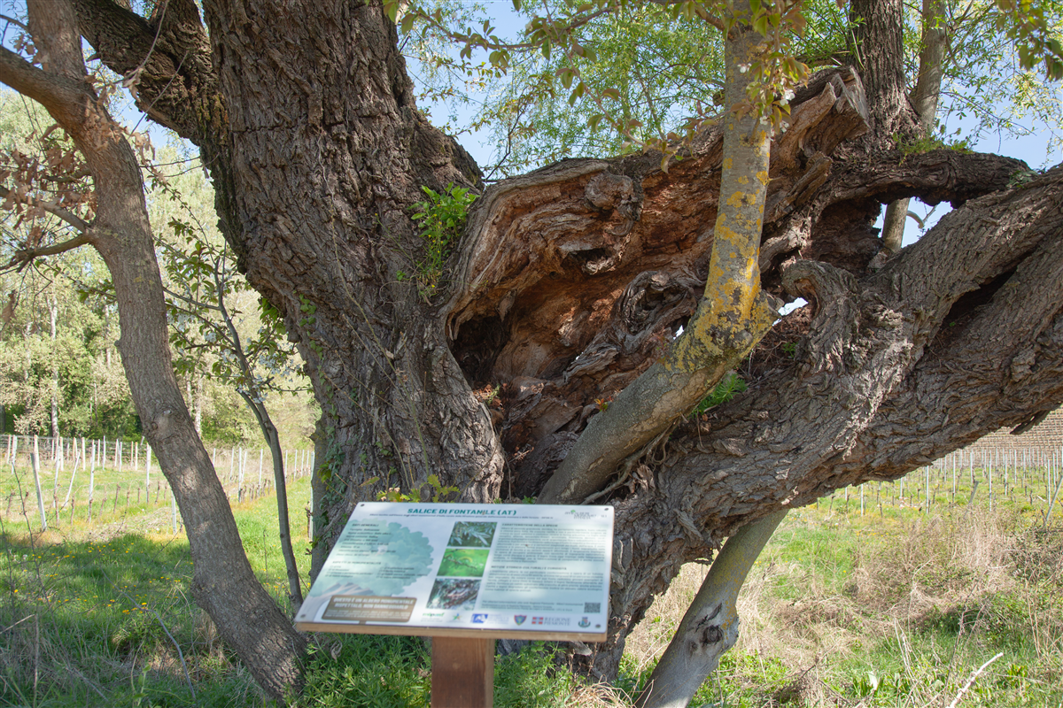 Salice_3