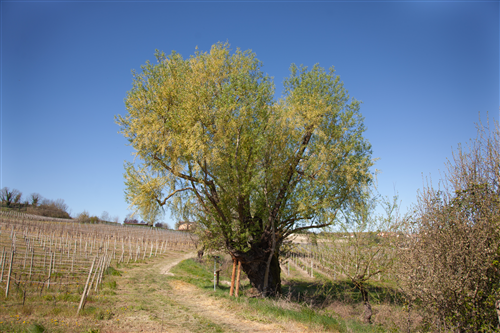 Salice bianco (albero monumentale) | Fontanile