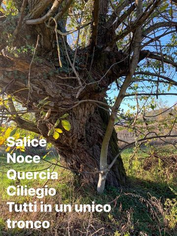 Salice bianco (albero monumentale) | Fontanile