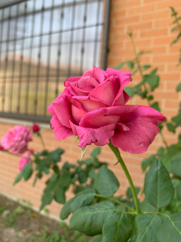 Le rose antiche di Fontanile